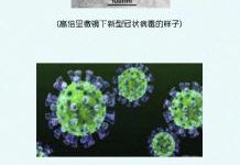 图解新型冠状病毒攻击人体全过程-自由阿草